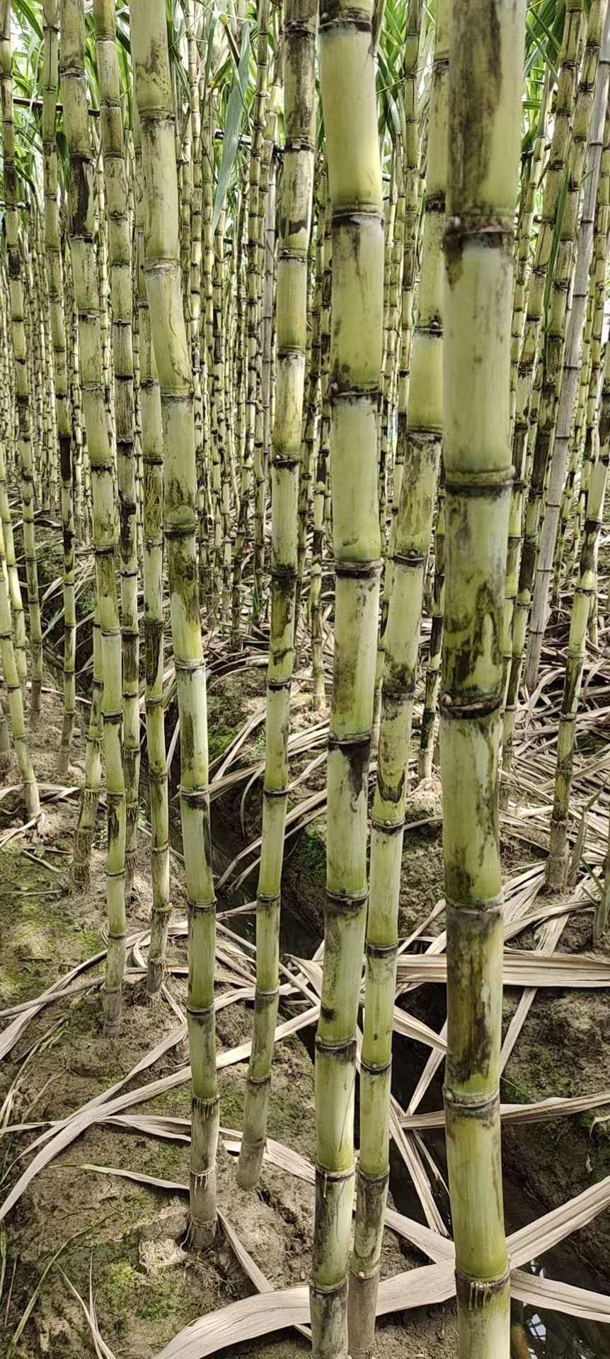 大灰种苗 黑皮甘蔗苗:黑皮果蔗苗:黄皮甘蔗苗:青皮甘蔗苗