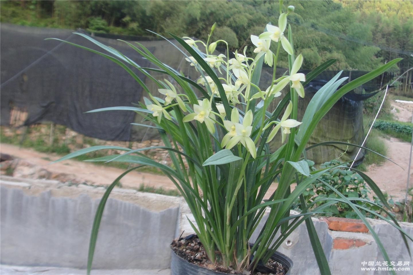 兰花建兰四季兰花杆出架2006年广东金奖兰花,浓香型大荷素