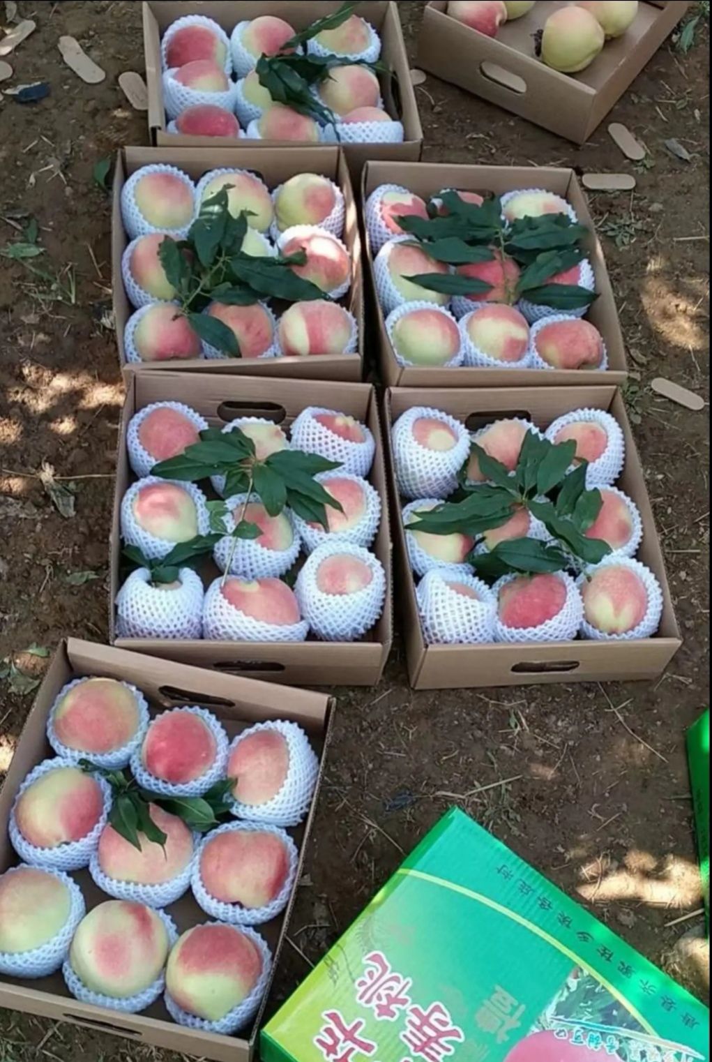 中华寿桃,又大又甜又脆,中秋国庆送礼不二之选