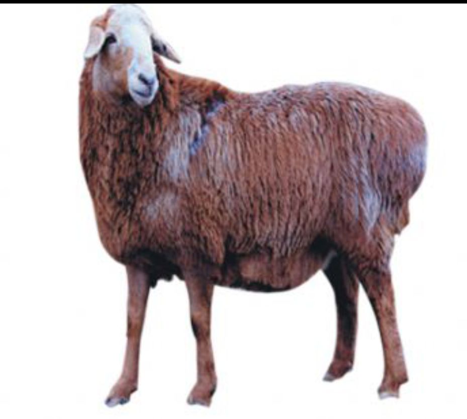 [大尾羊批发] 新疆伊犁绵羊 哈萨克羊价格40元/斤 - 惠农网