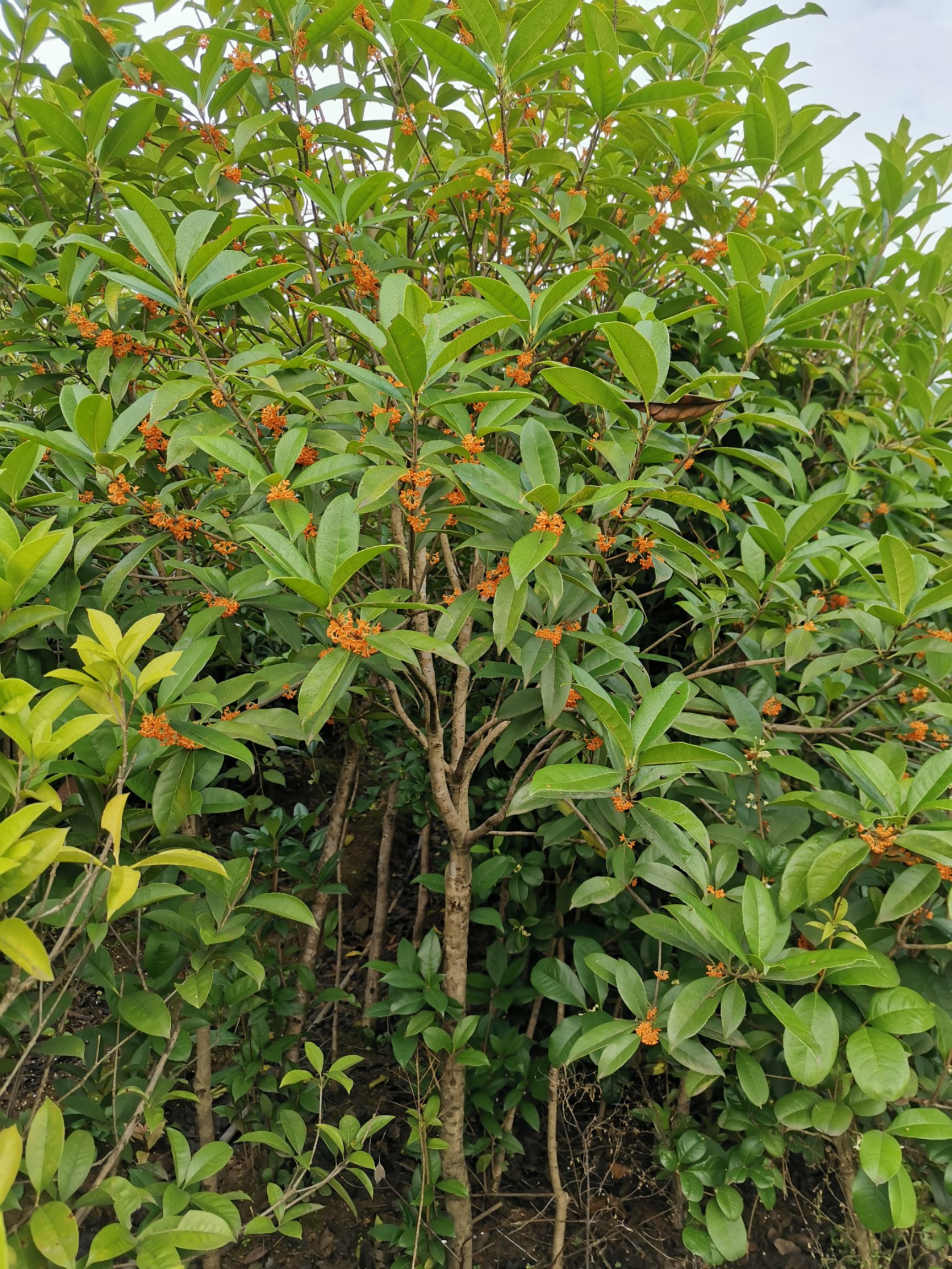 状元红桂花树 金桂丹桂四季桂