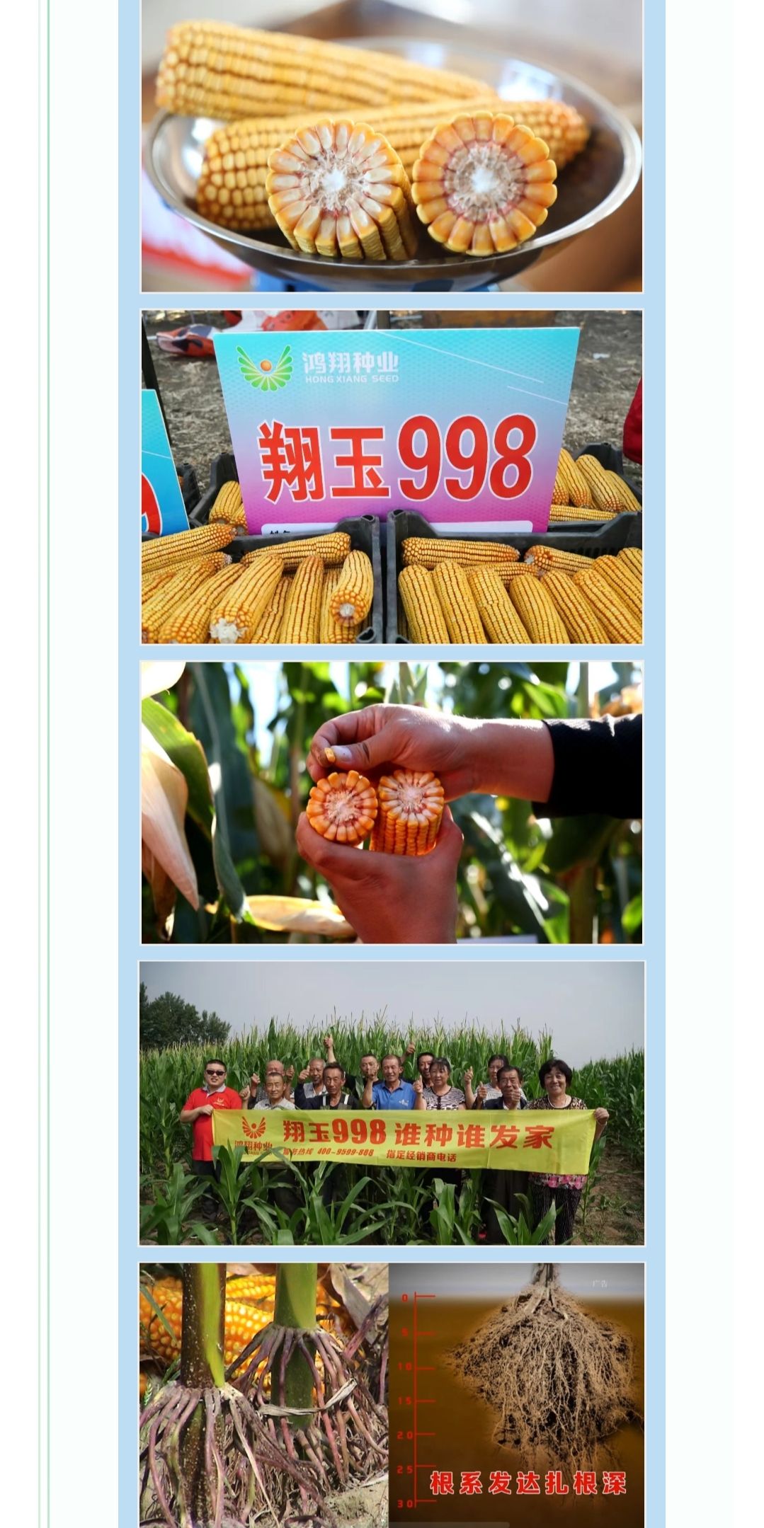 翔玉998玉米种子 轴细,粒深,产量高