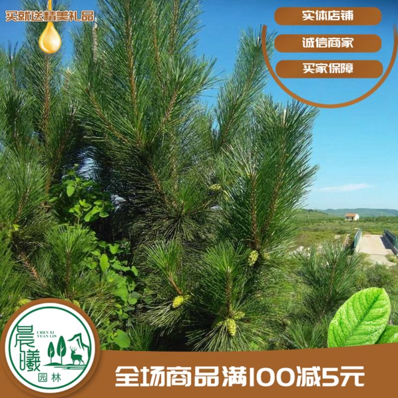 马尾松种子 松树种子油松黑松马尾松雪松白皮松落叶松湿地松罗汉松