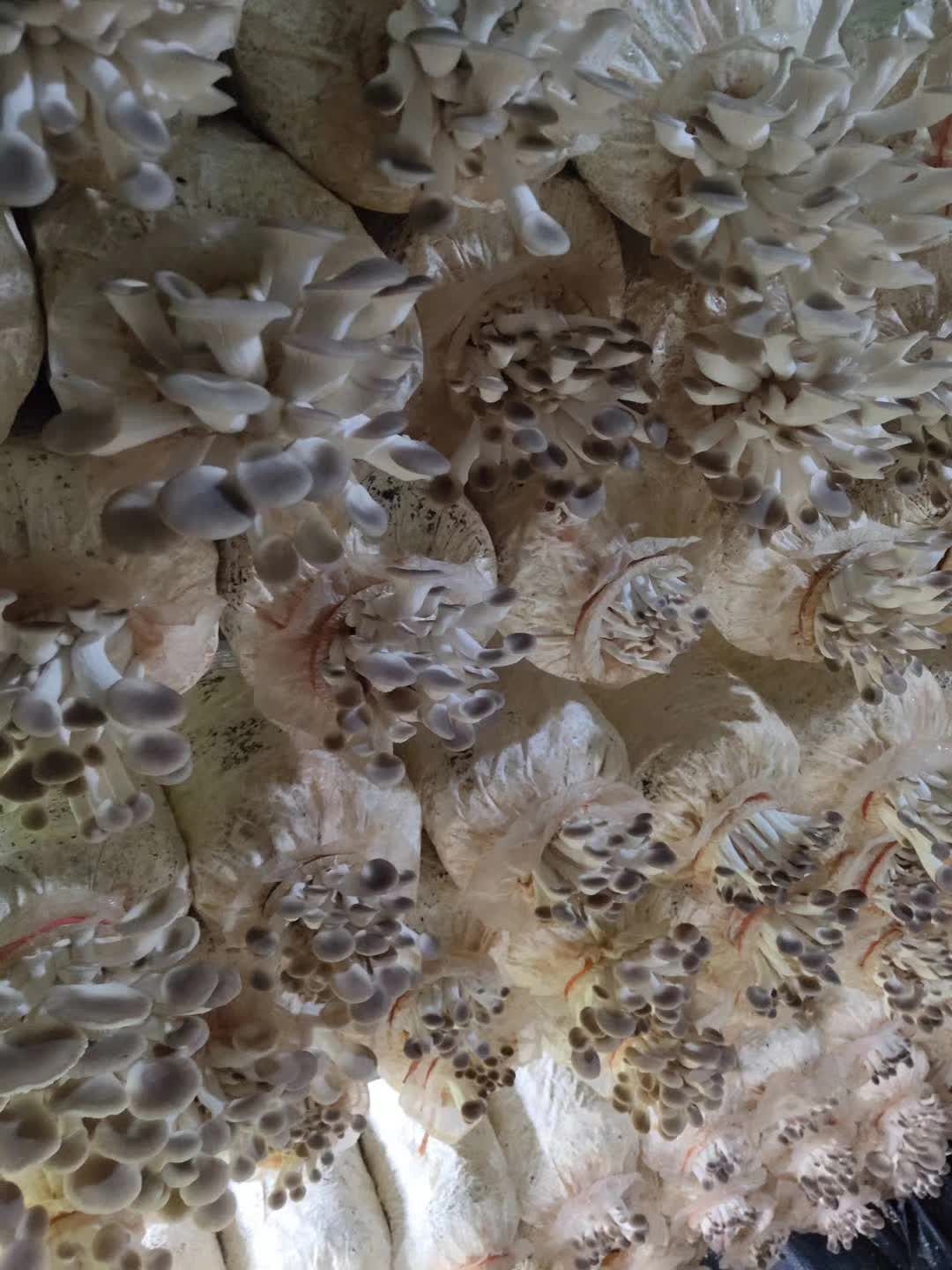 高产秀珍菇菌包23*48厘米的出菇2.5斤以上