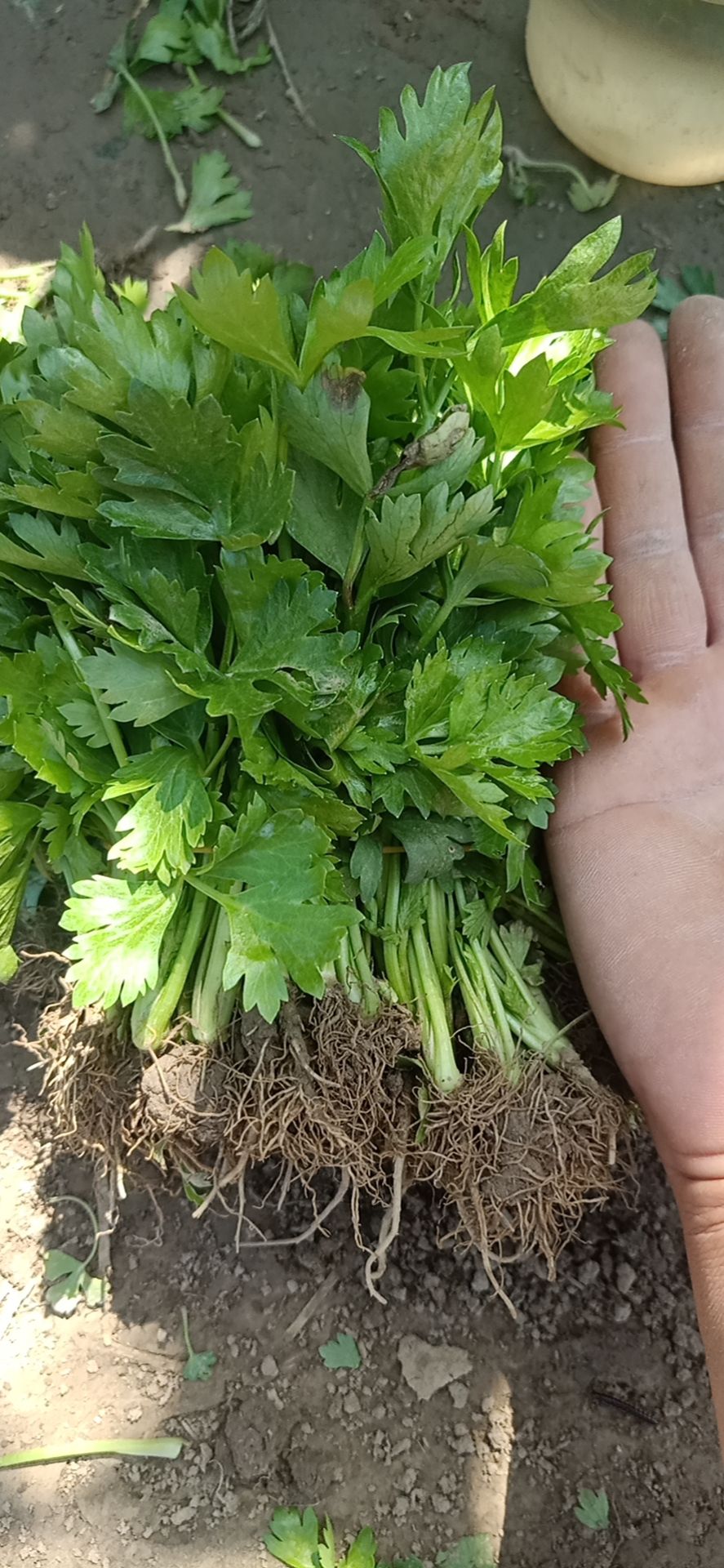 法国皇后芹菜苗抗病高产,免费教您种好菜