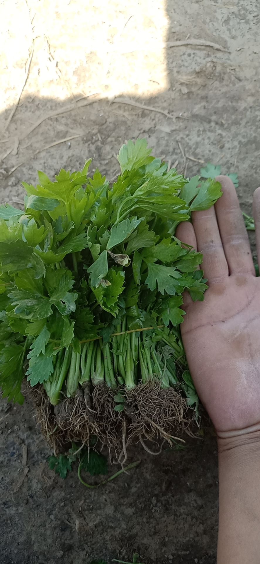 法国皇后芹菜苗抗病高产,免费教您种好菜