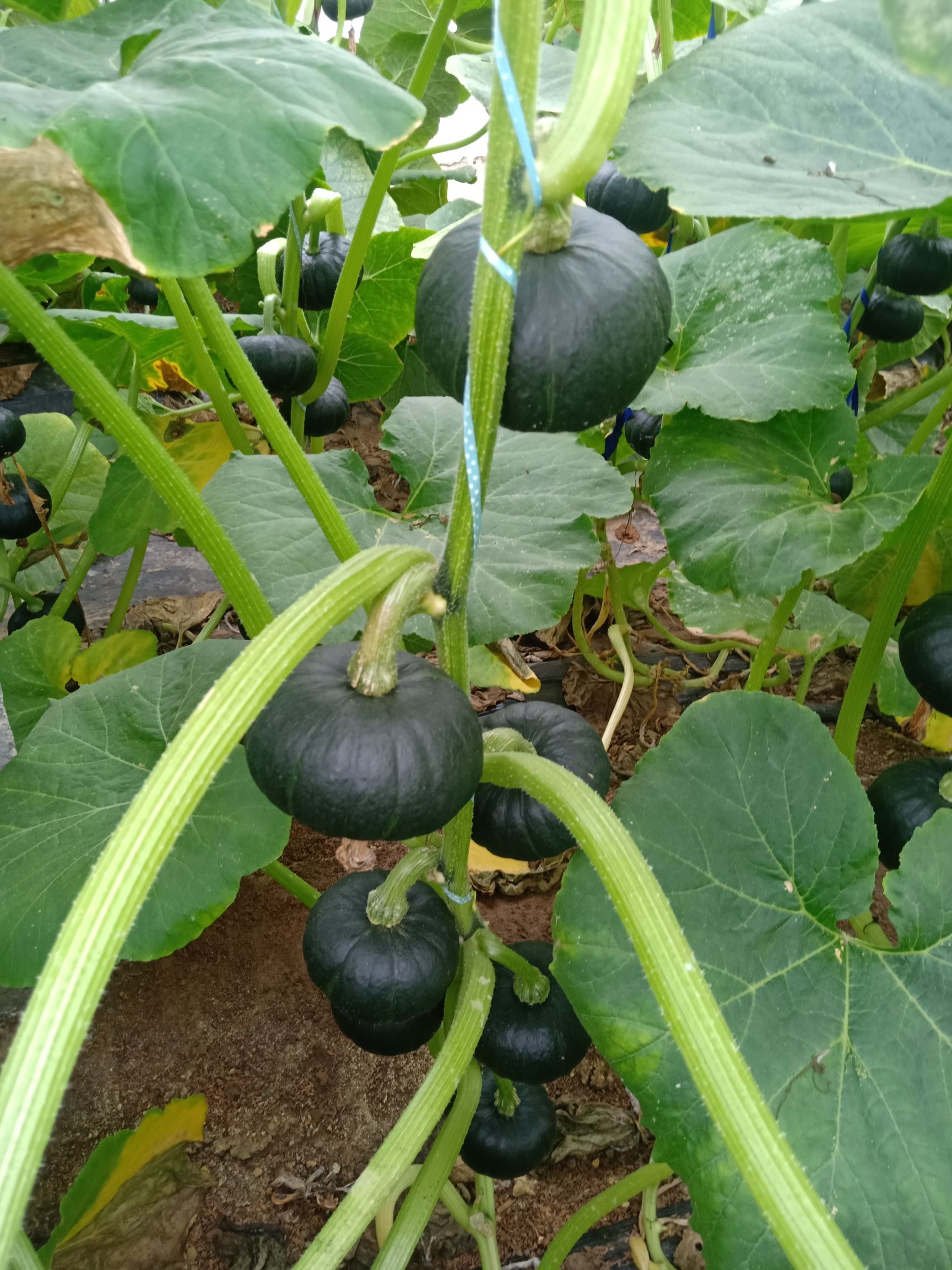 货源有红瓜贝贝南瓜迷你小菊瓜