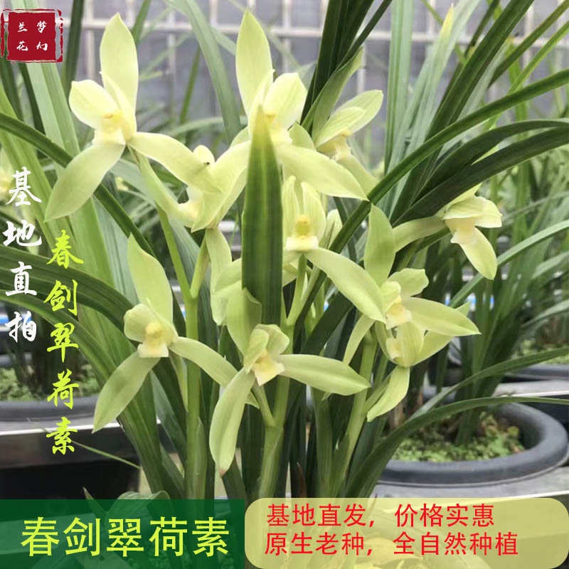 四川成都春剑兰花 兰花春剑荷形瓣素花翠荷素四川基地直发带花苞