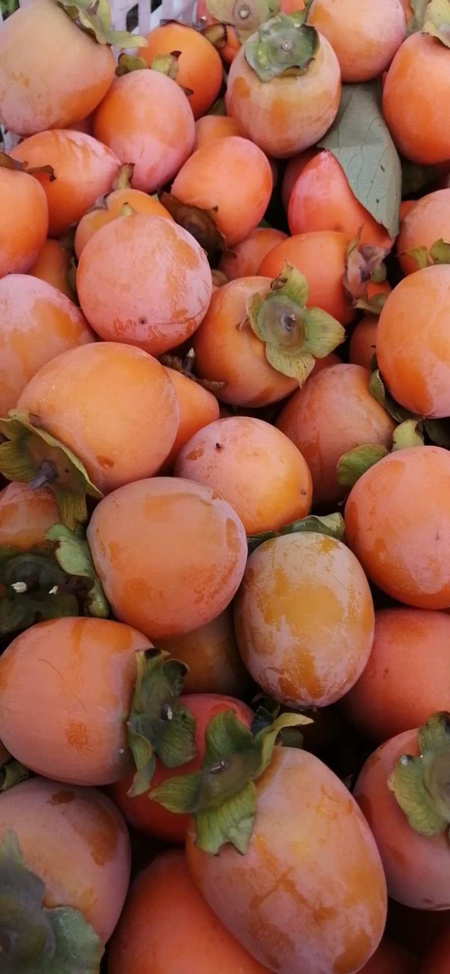 胭脂红柿子 河南灵宝阳平镇柿子正在有货,品种有胭脂红,吊红,晚熟吊红