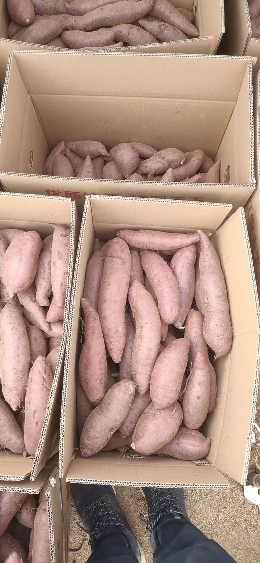 产地 山东省济宁市泗水县 单个重 3两~6两 品种名 蜜薯 表皮颜色 红皮