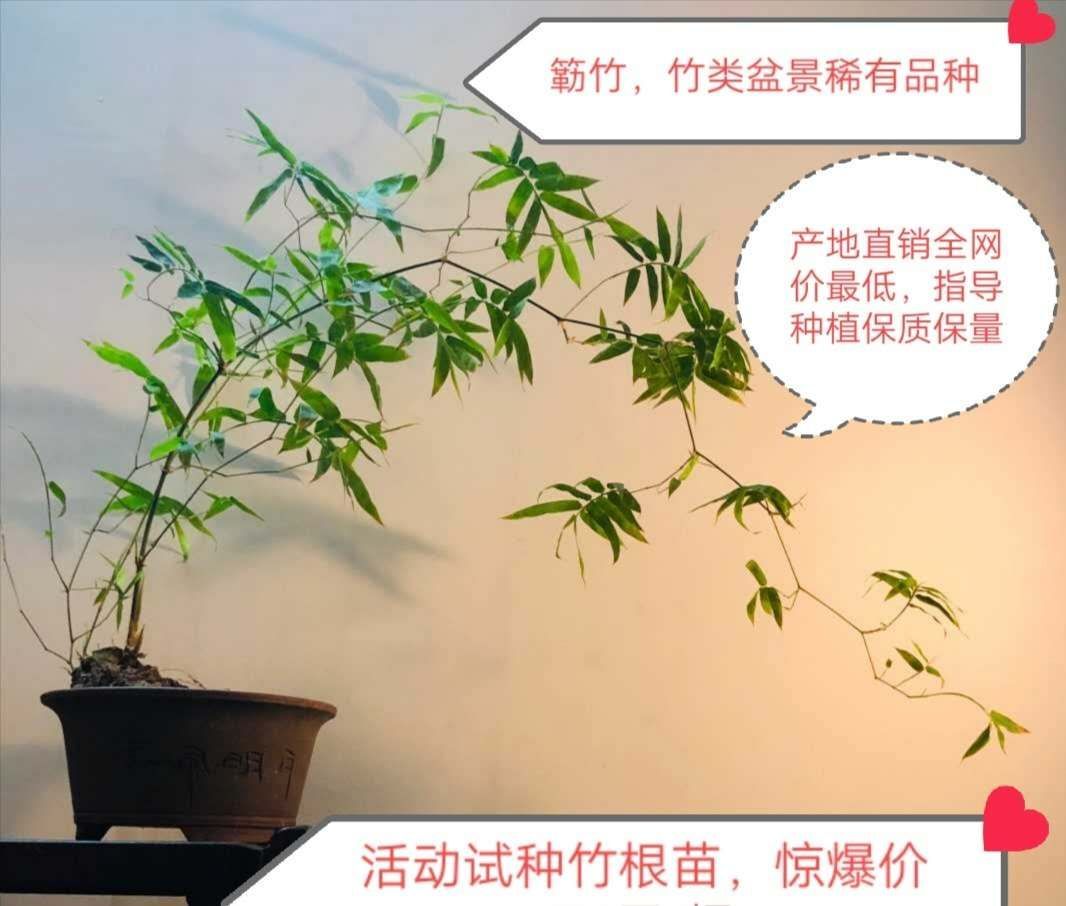 景观盆栽 海南正宗小叶簕竹【小根苗】,竹子盆景稀有素材