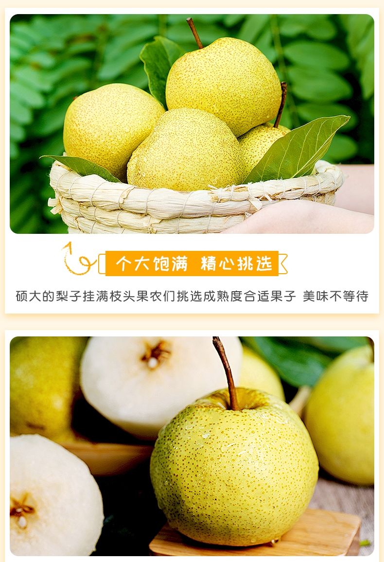 正宗百年砀山酥梨5/10斤包邮新鲜梨子水果 皮薄多汁香甜酥脆