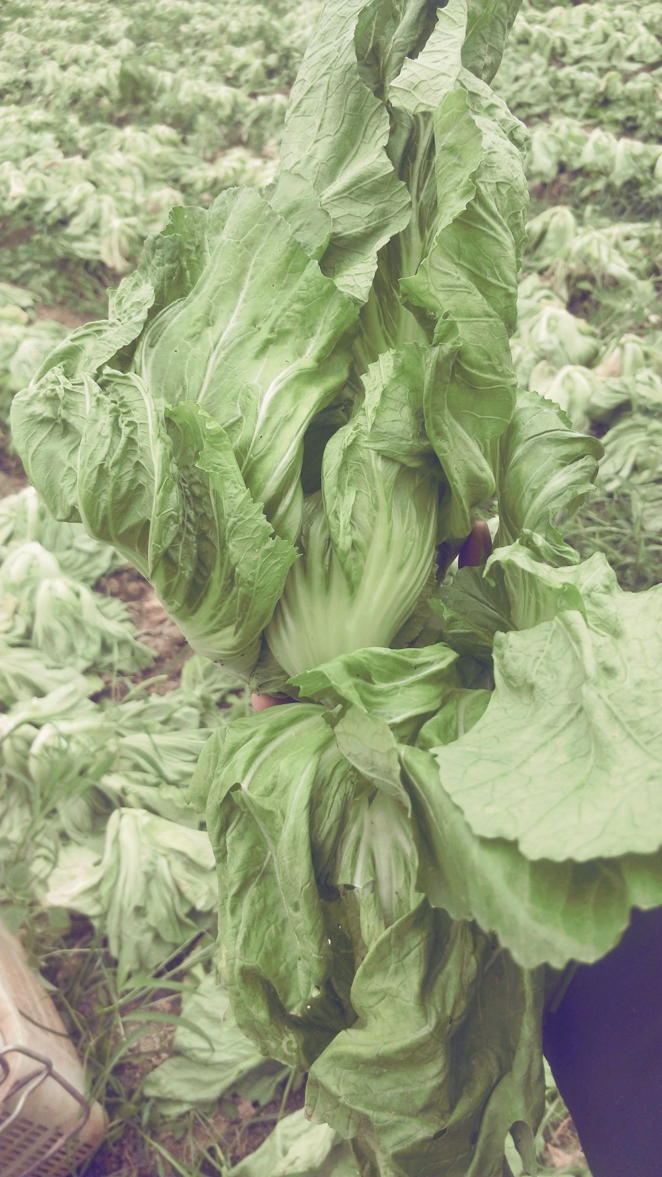 品种名:包心芥菜