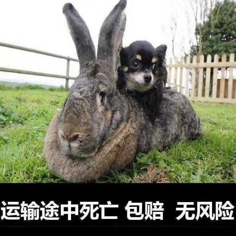 比利时兔 新品巨兔喜马拉雅巨兔大型肉兔活体家养兔子巨兔苗可长50斤