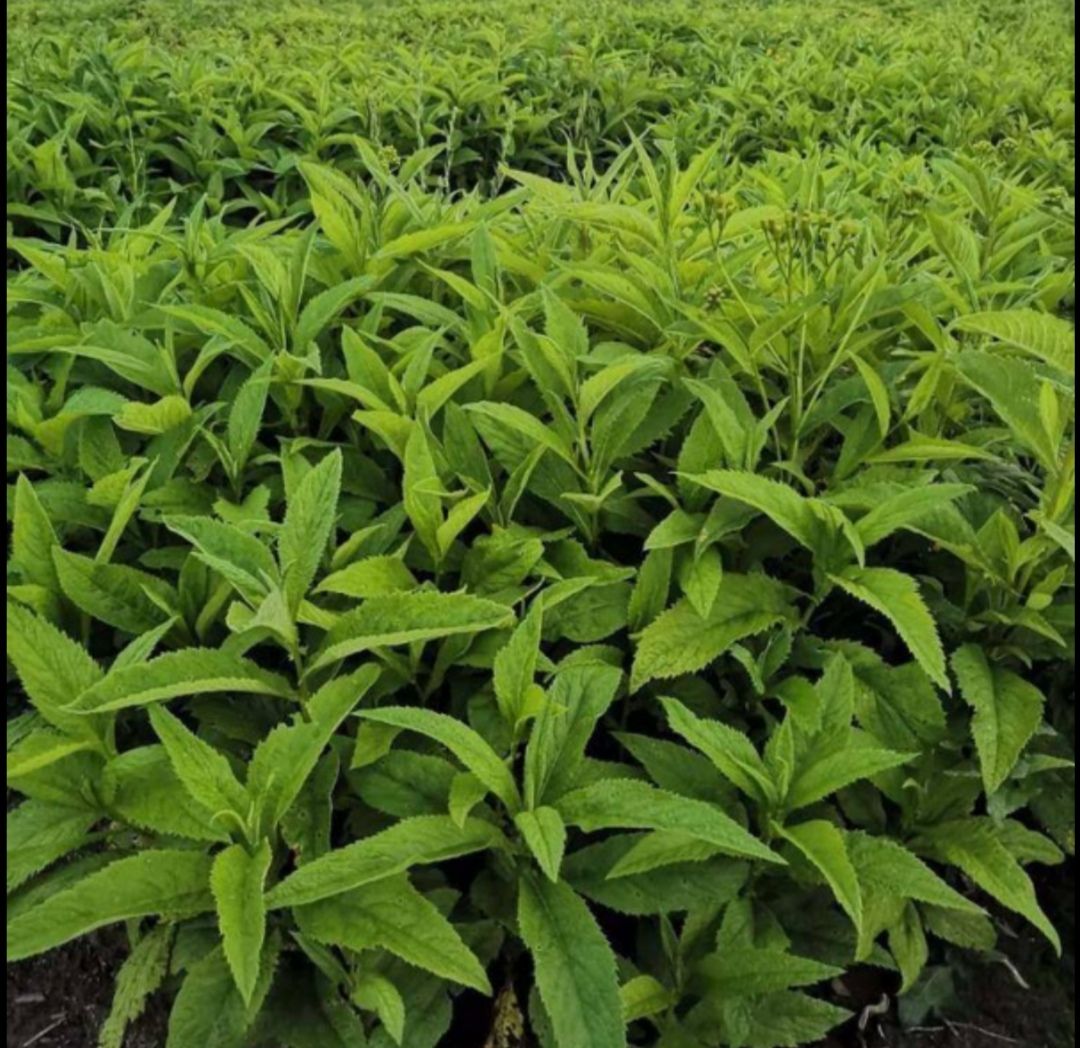 五加皮 刺五加水籽,种植用籽