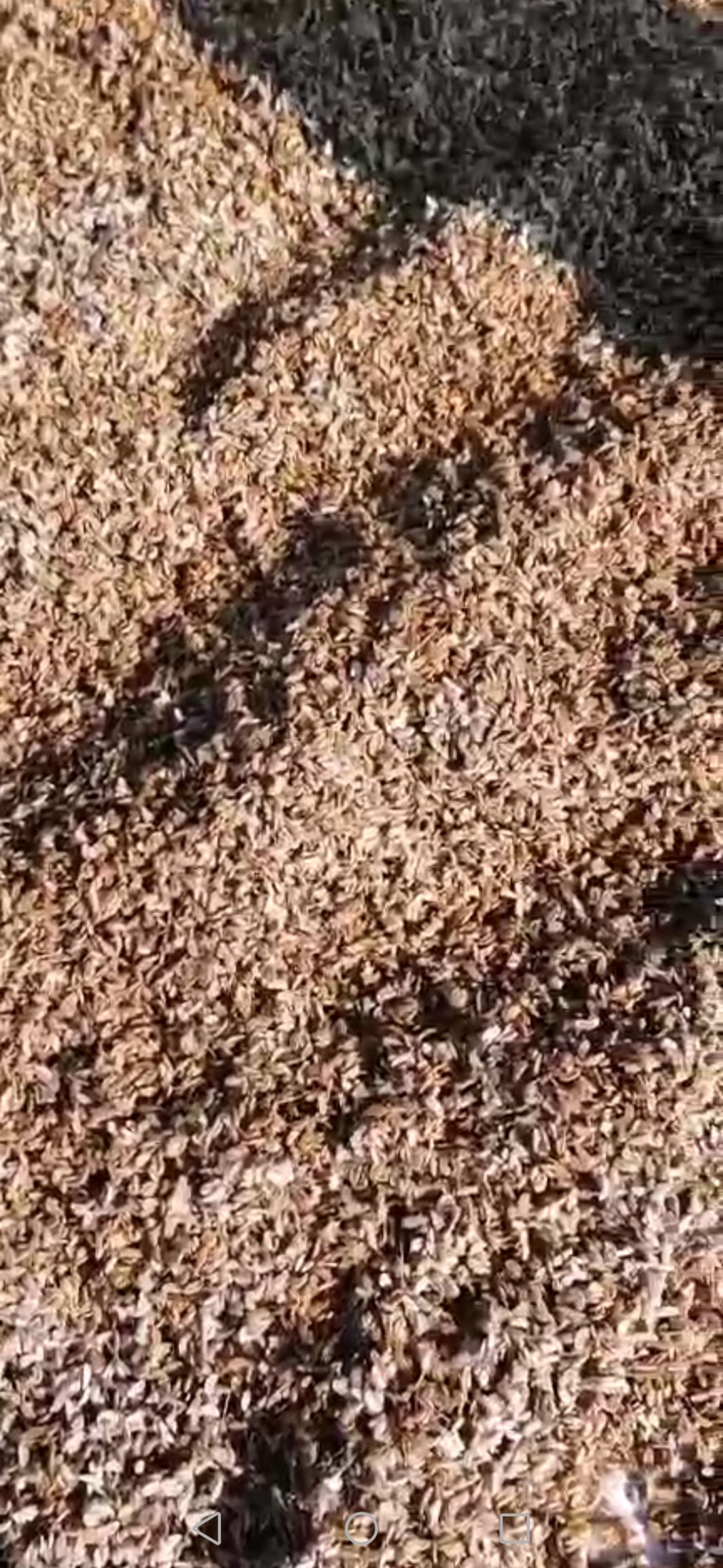 五加皮 刺五加水籽,种植用籽
