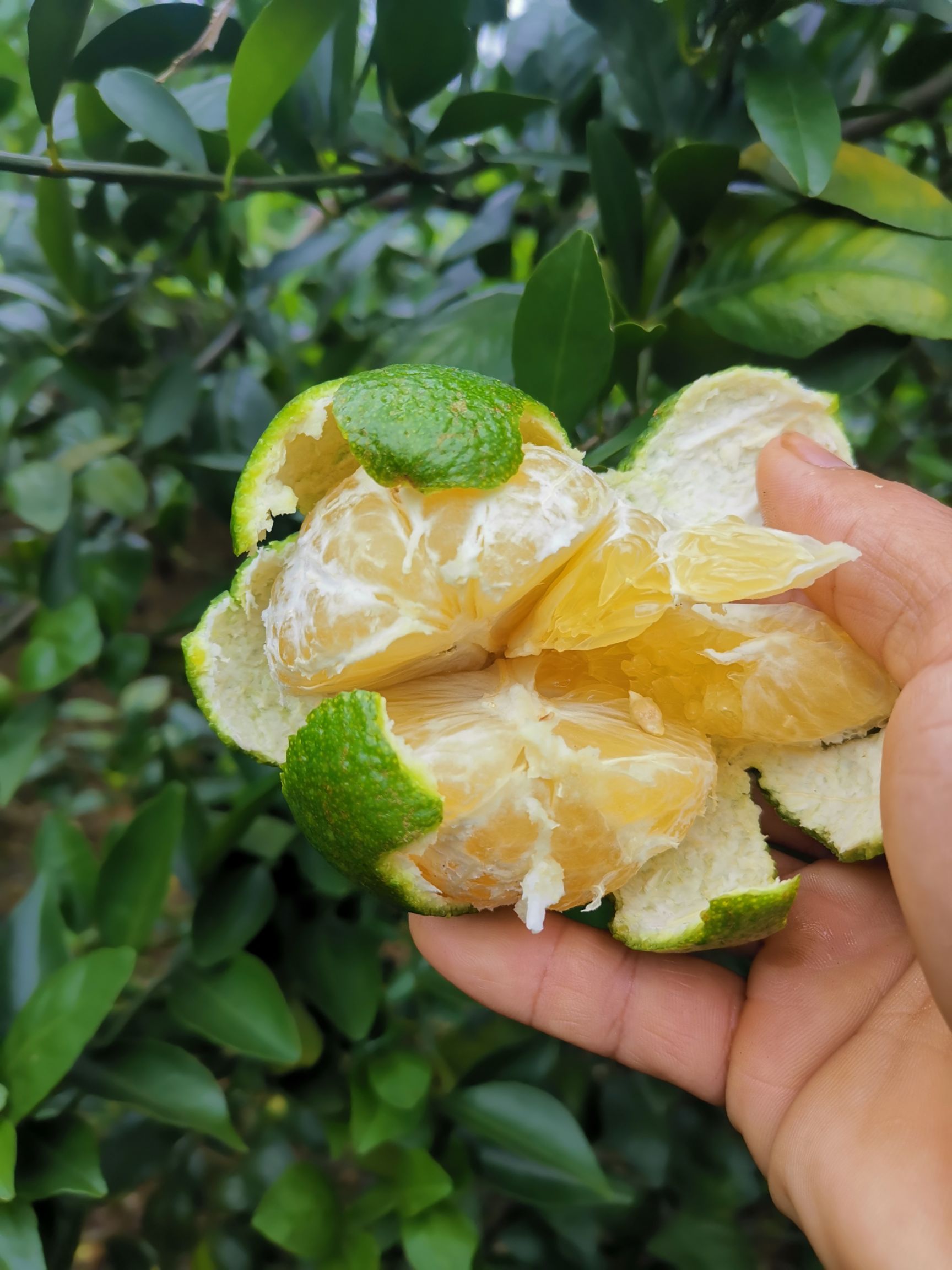 皇帝柑