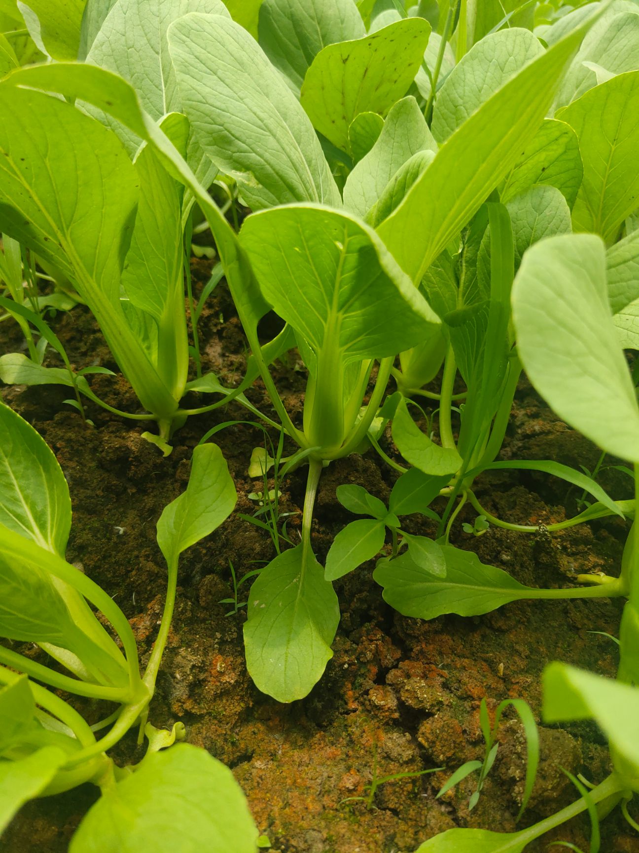[上海青批发]油菜苗价格0.4元/斤 惠农网