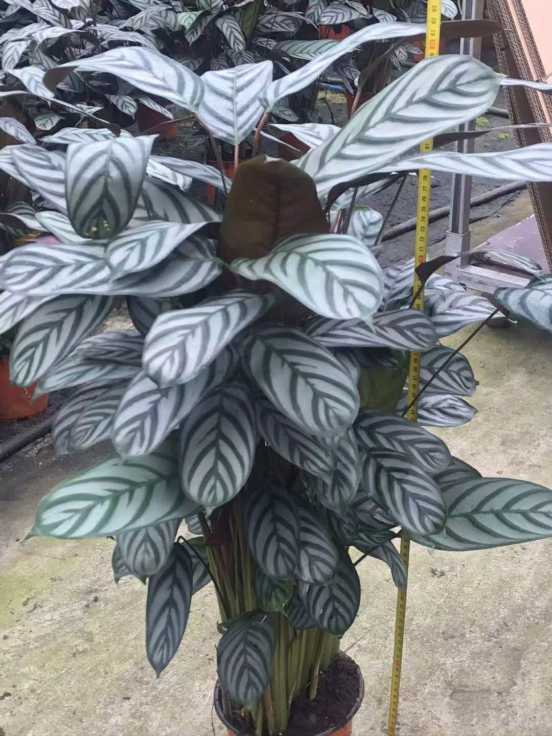 新飞羽竹芋盆栽