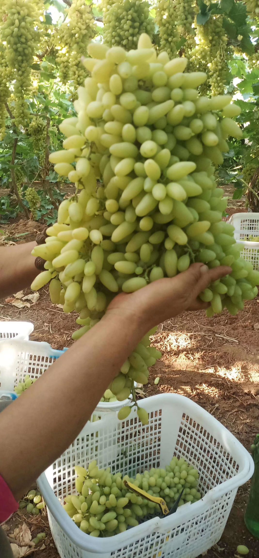 兴华王葡萄苗 香蕉王葡萄苗 香蕉王葡萄苗 绥中县万农葡萄苗木种植