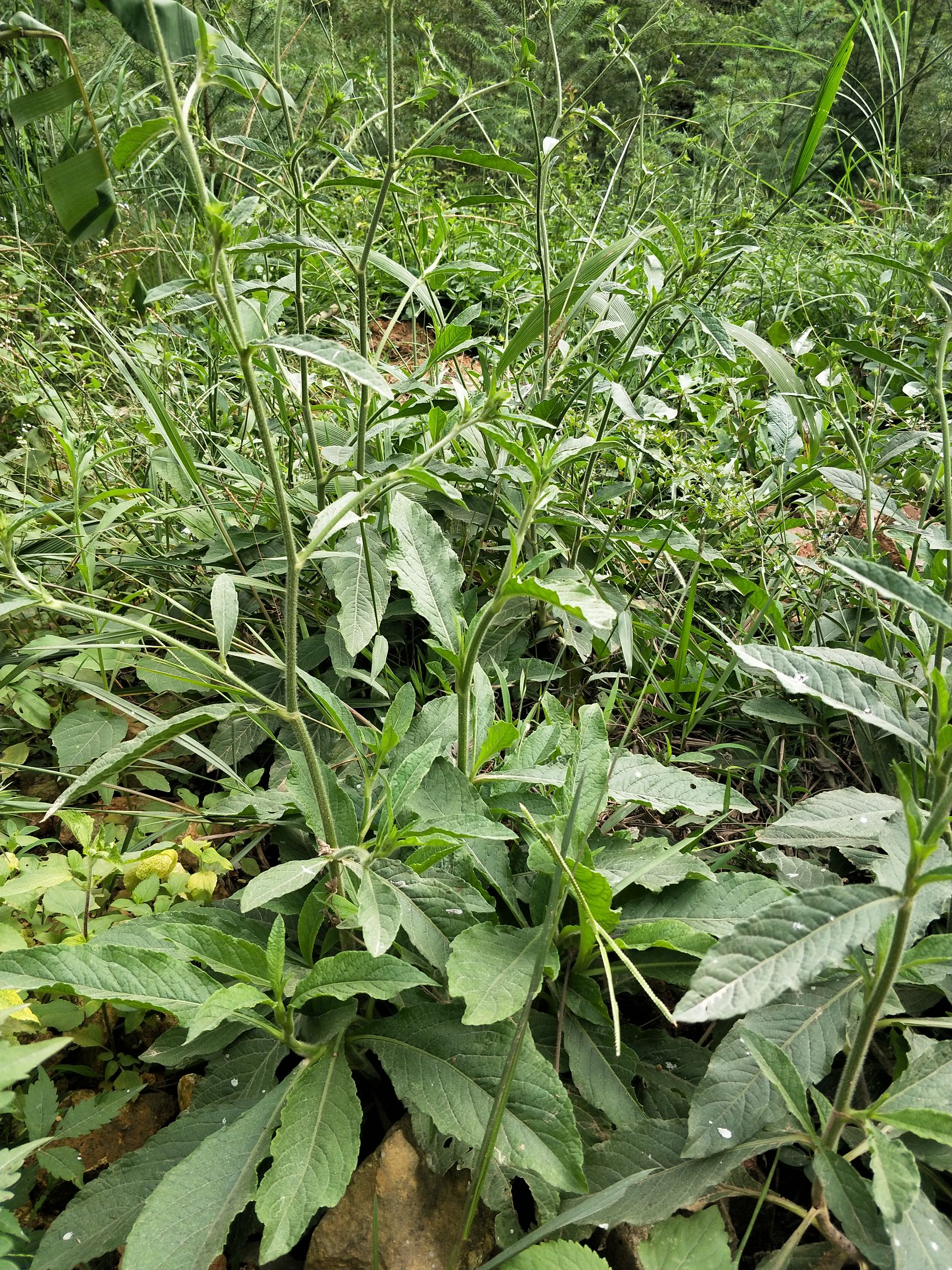 供应大厅  中药材  地胆草 收藏 分享