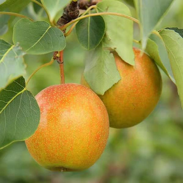 大南果梨 【鲜果包邮】鞍山大果快递箱5斤/件 酒香浓郁 果肉软糯爽口