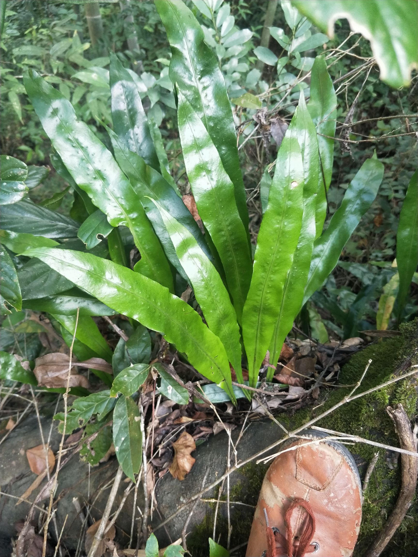 化石草