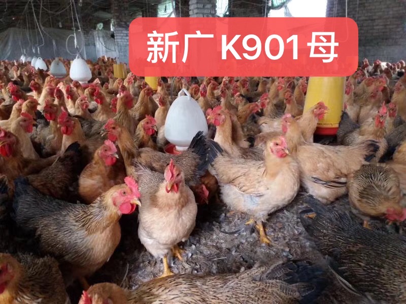 k9鸡苗 正宗新广k901麻黄(公母苗)