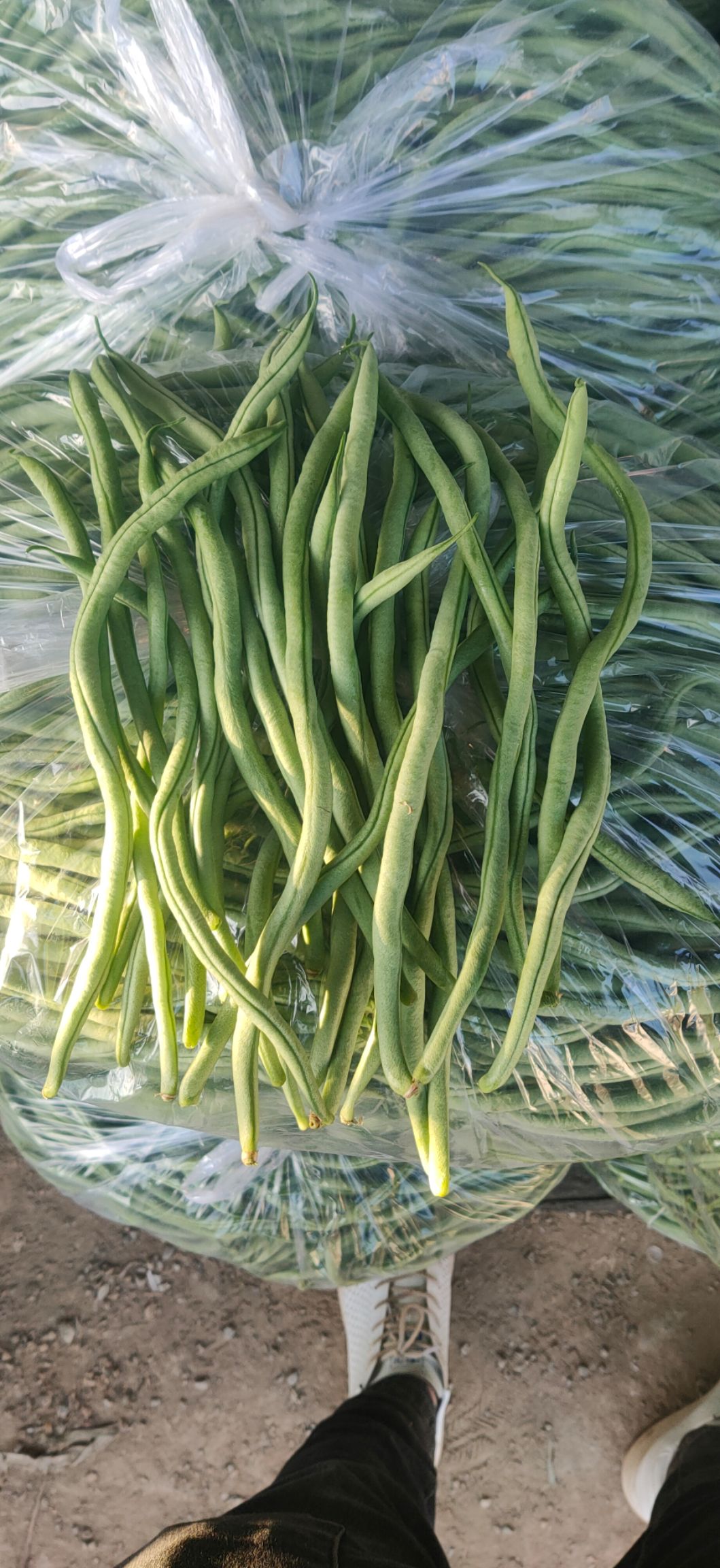 架豆王豆角 架豆王精品上市,大量精品叶菜,瓜类,豆类,沈阳产地代收.