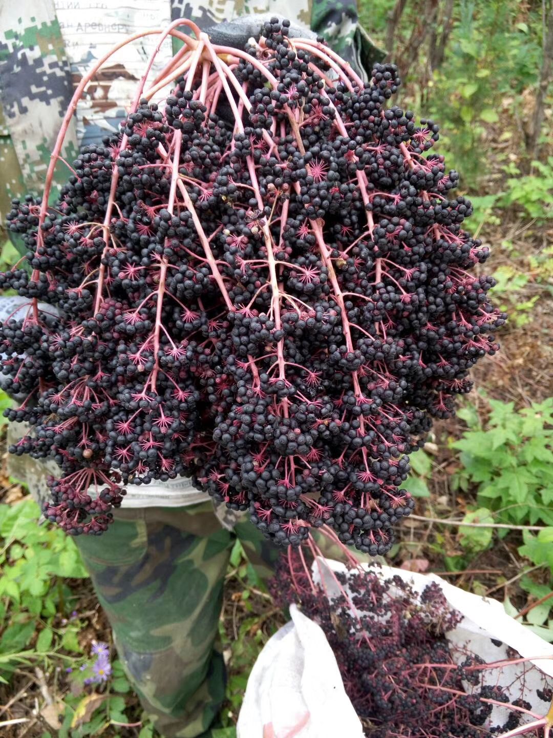 刺嫩芽种子,俗话也叫刺老芽乌龙头!