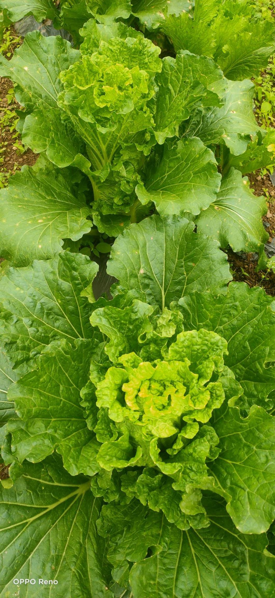 青麻叶大白菜 大白菜 青麻叶