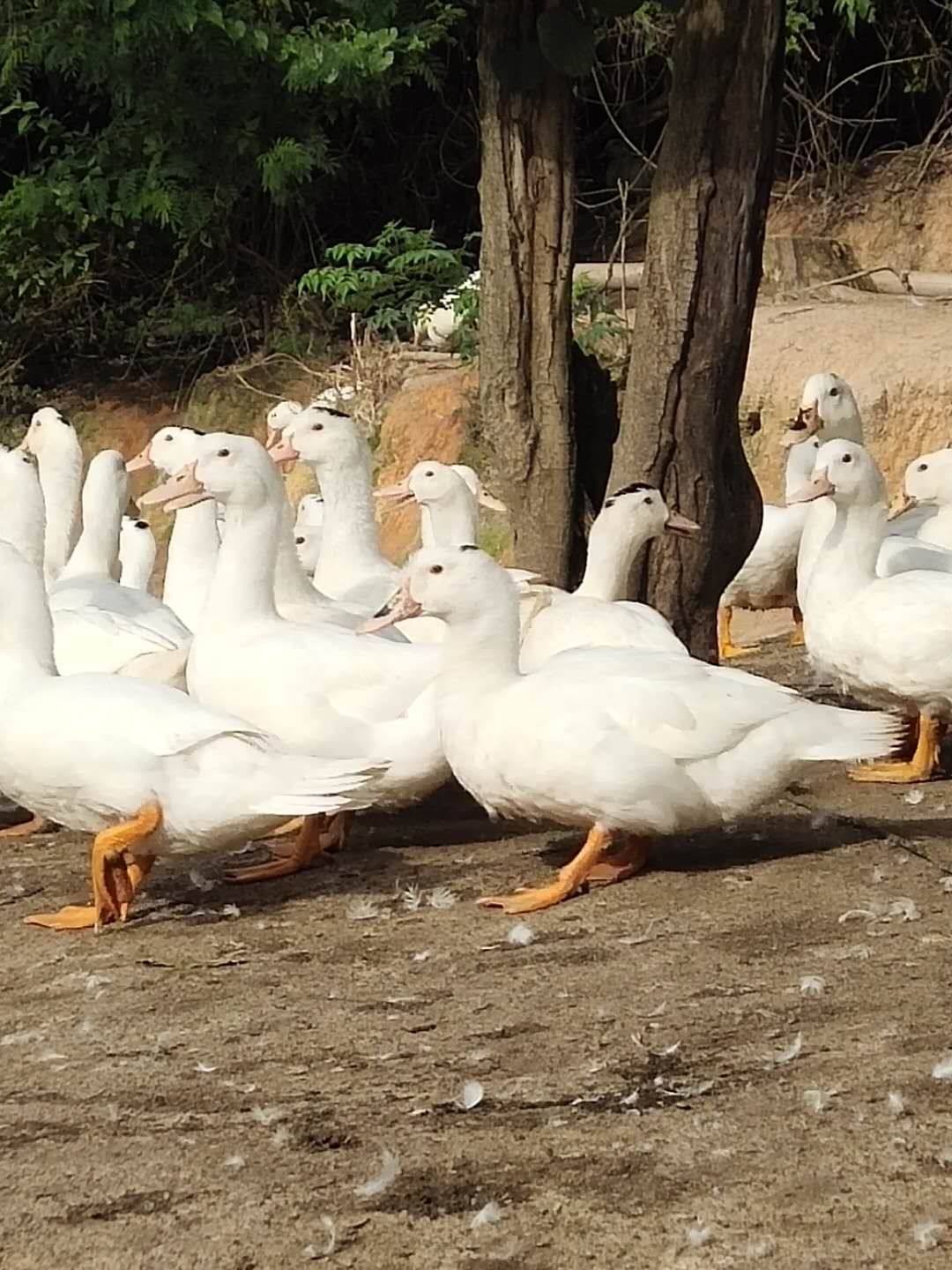 一点花鸭 木鸭,一点头鸭