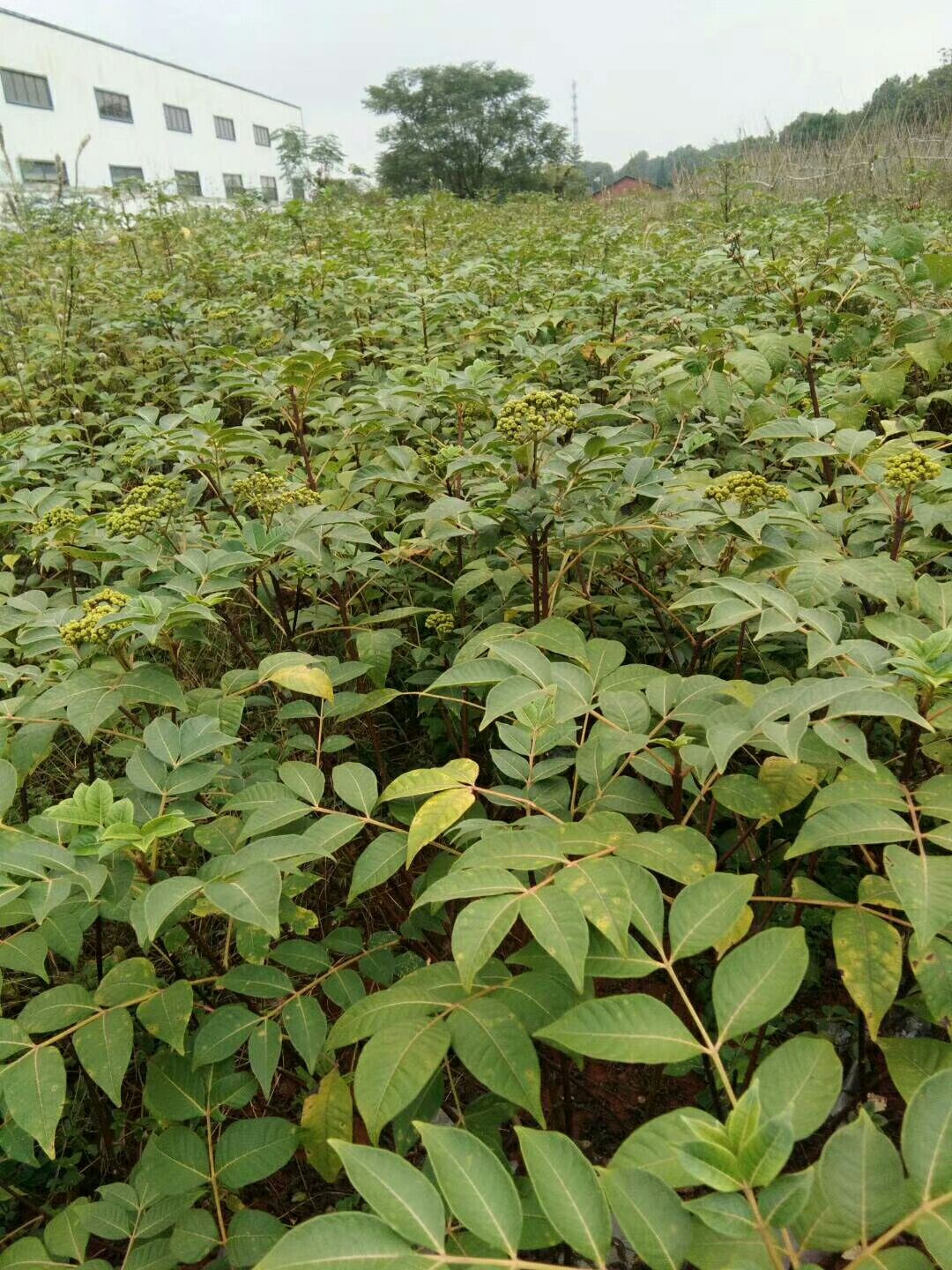 江西樟树中花吴茱萸苗开卖了,欢迎老板们来苗地参观考察