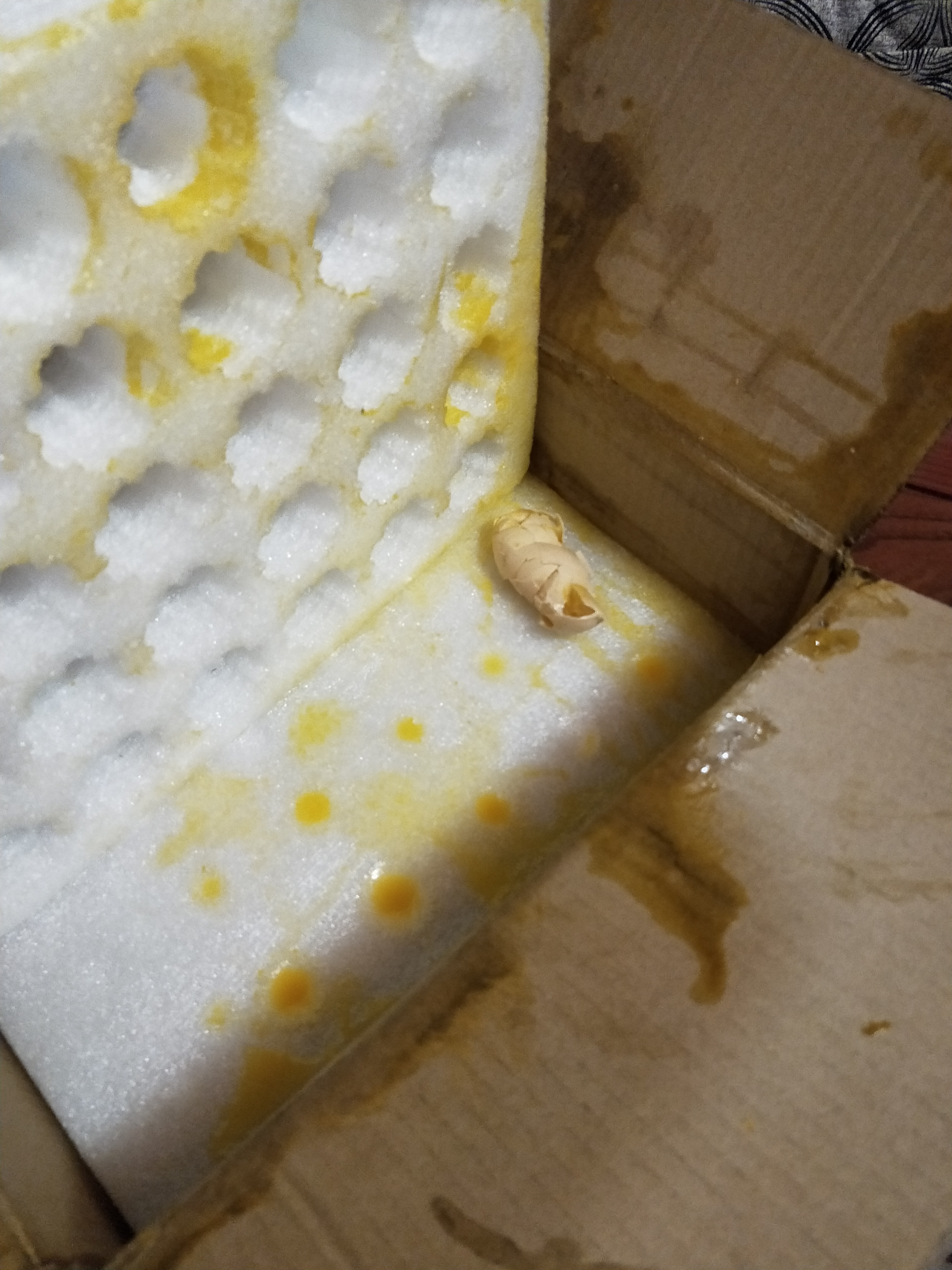 烂了一个鸡蛋
