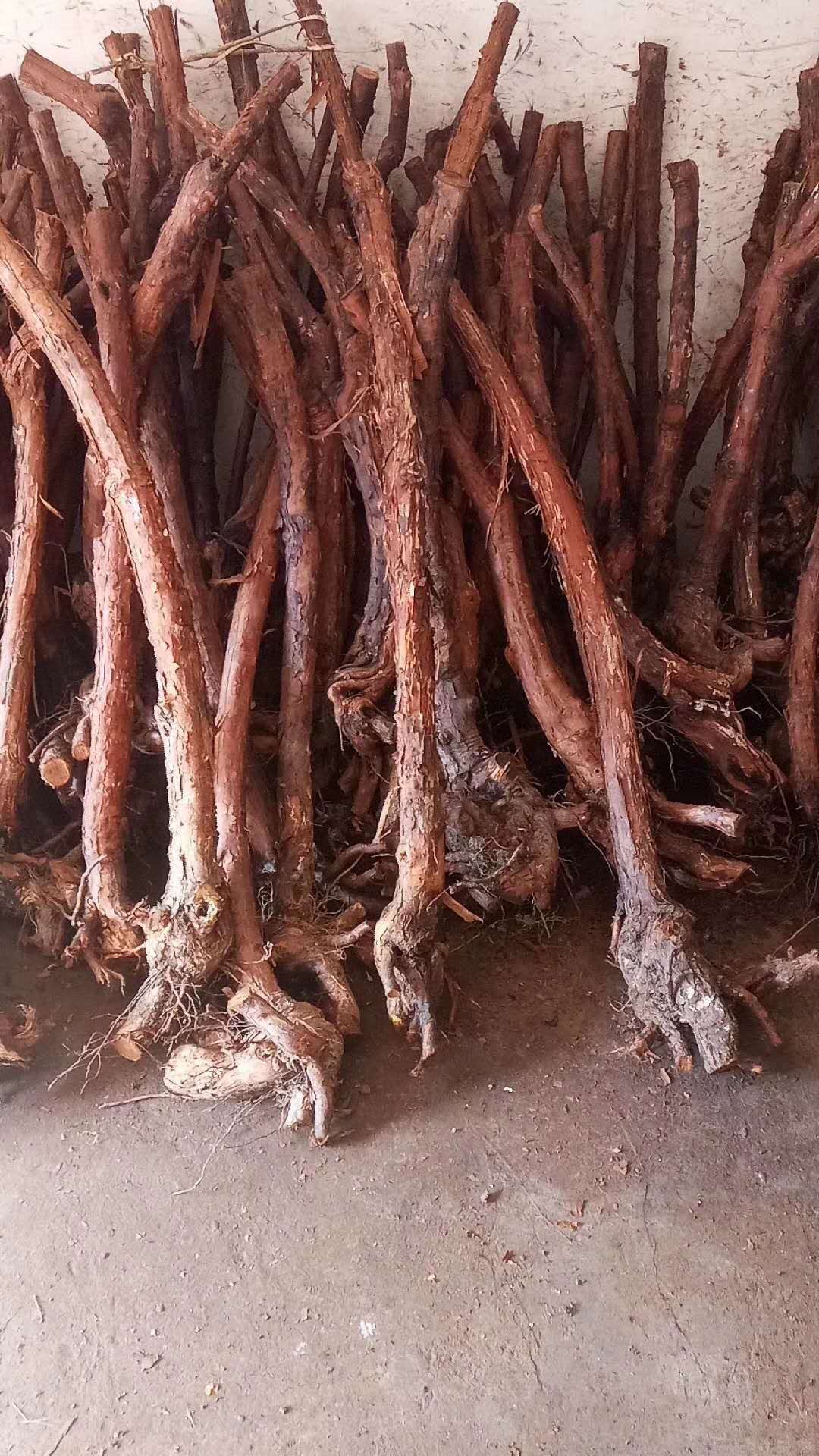 红刺藤枝条