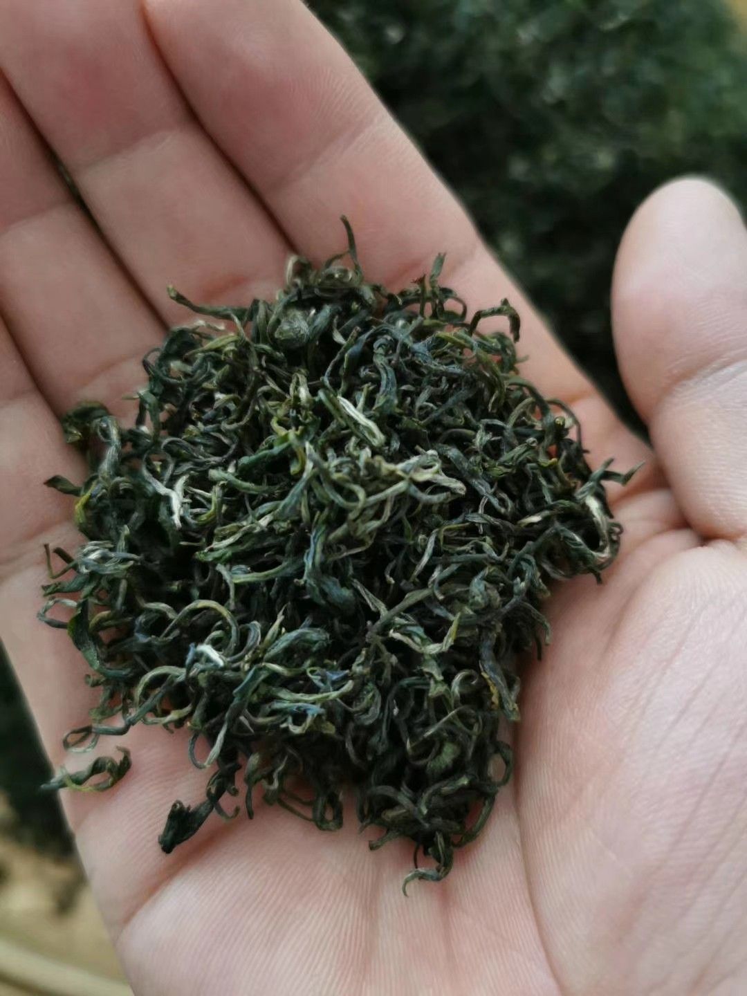 狗牯脑茶 2021年江西高山狗牯脑绿茶 500克包邮