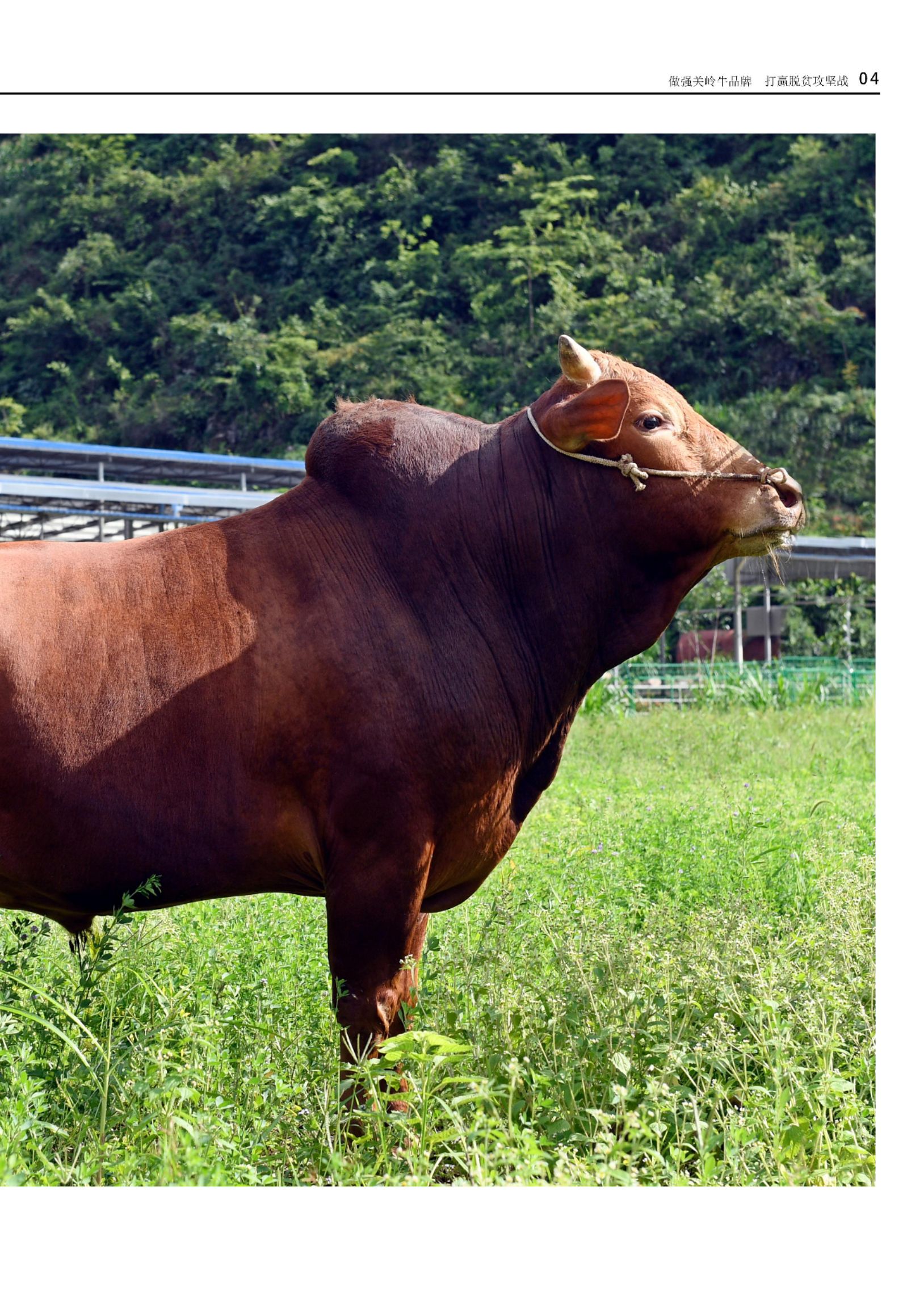 西门塔尔牛活牛养殖场供应存栏量充足有量就有价格