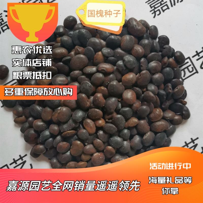 国槐种子 新采速生刺槐树种籽龙抓槐黄花槐红花槐工程绿化林木种子