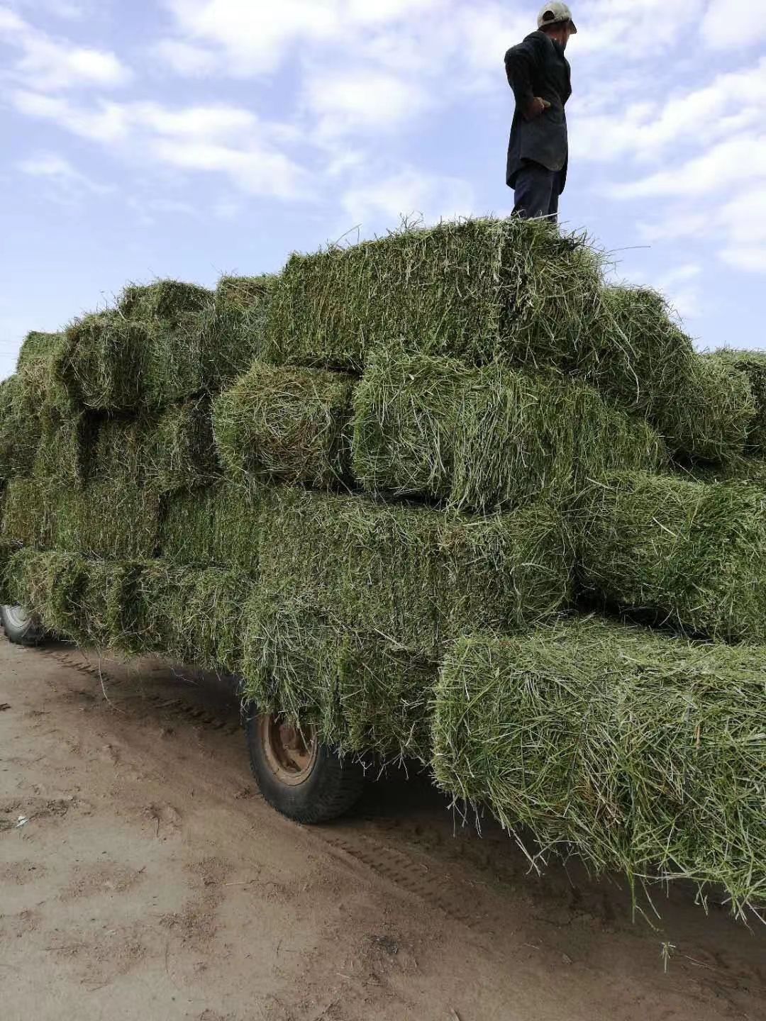 青燕麦草批发 甘肃燕麦草万亩基地 燕麦草价格 燕麦草行情