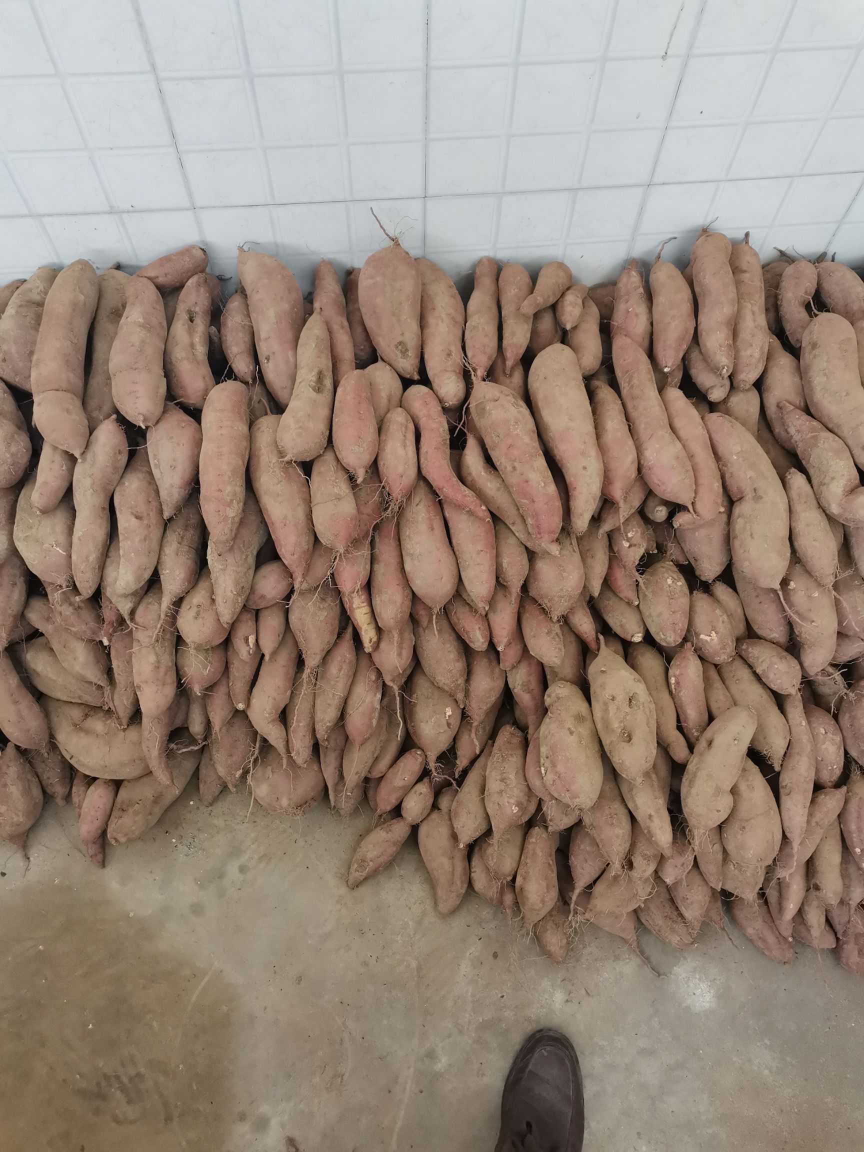 高系14号红薯