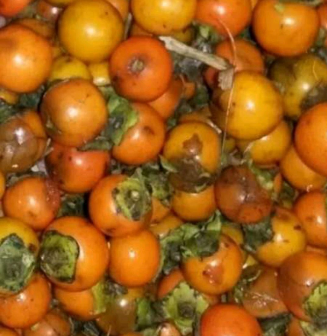 [柿子种子批发]柿子种子 柿子种鸟柿种中籽价格45元/斤 惠农网