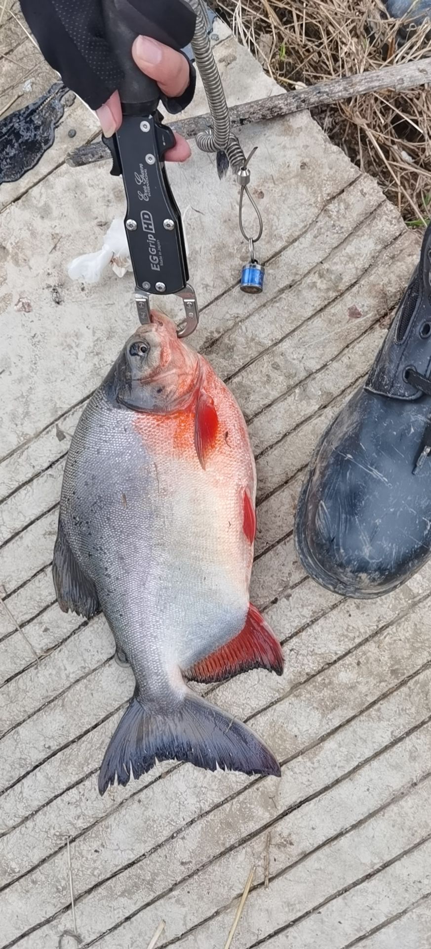 [红鲳鱼批发]红鲳鱼 淡水红腹鲳(食人鱼)钓场人气