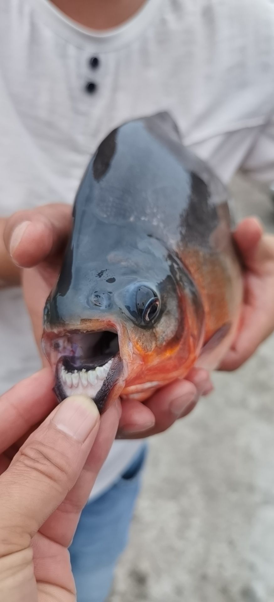 [红鲳鱼批发]红鲳鱼 淡水红腹鲳(食人鱼)钓场人气爆品