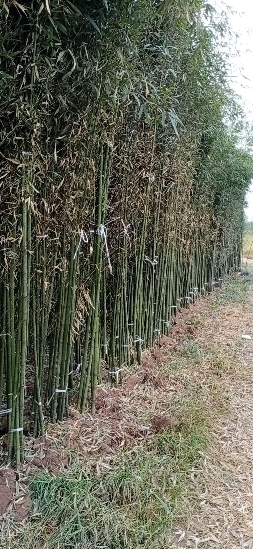 [碧玉间黄金竹批发]碧玉间黄金竹 绿化工地需要的竹苗,风景竹,淡竹等