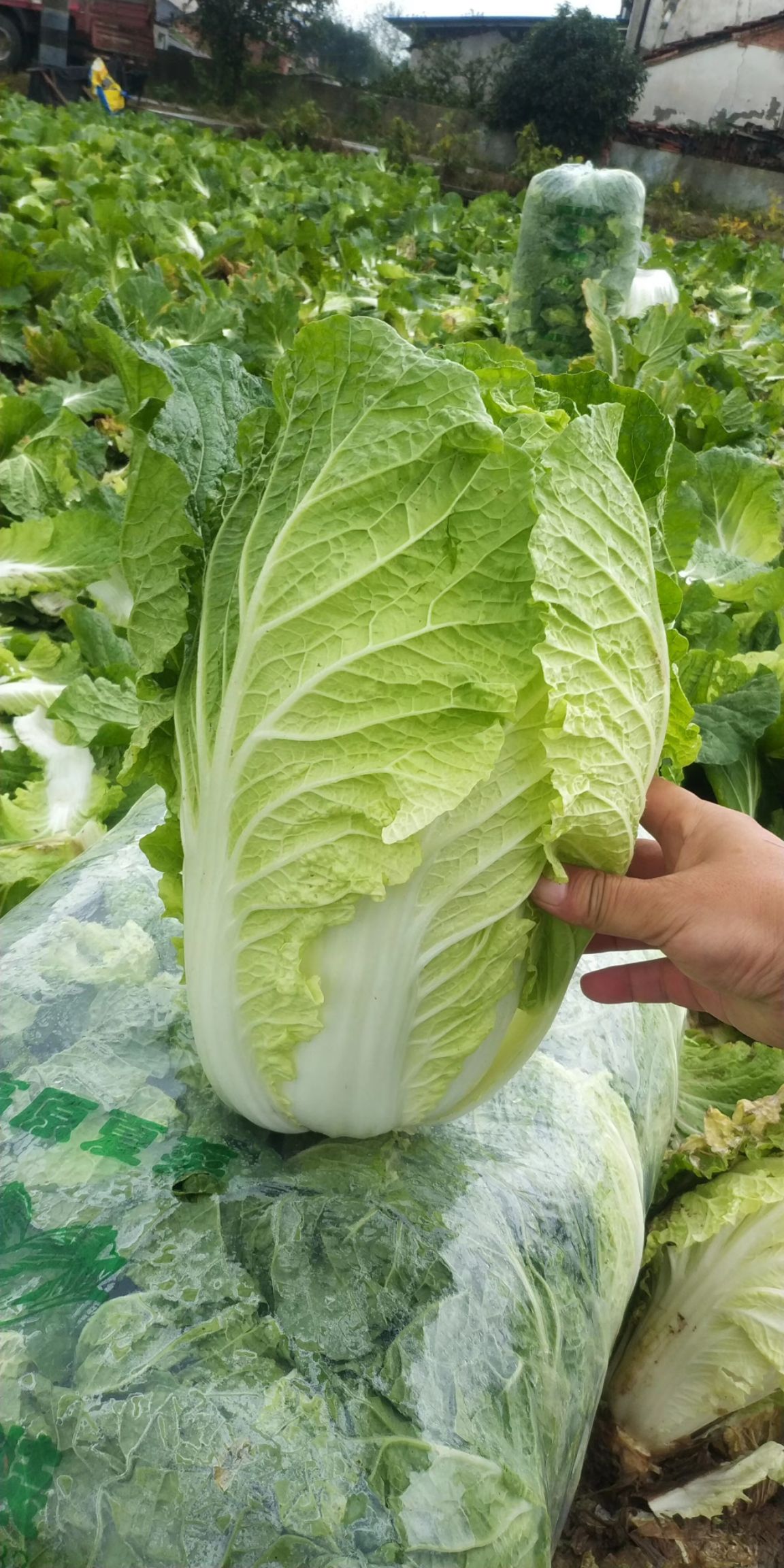 矮白菜 黄心白菜 大量供应,量大质优,口感清甜