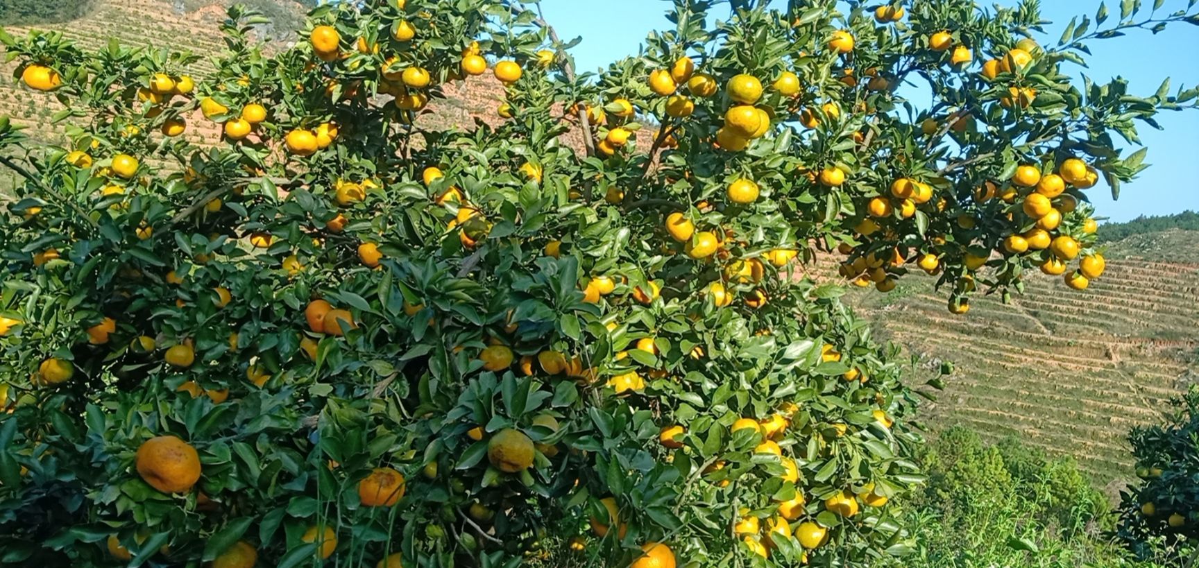 湖南新宁县新津蜜桔 无渣蜜桔