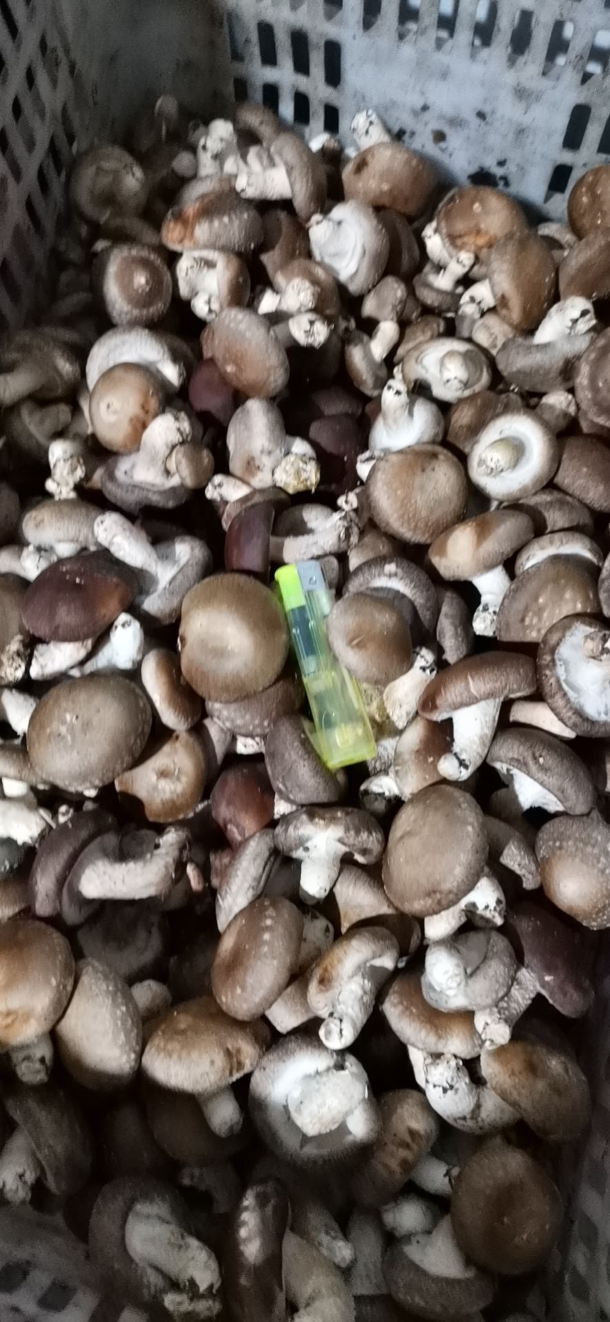 香菇808 鲜香菇,808品种,货源稳定