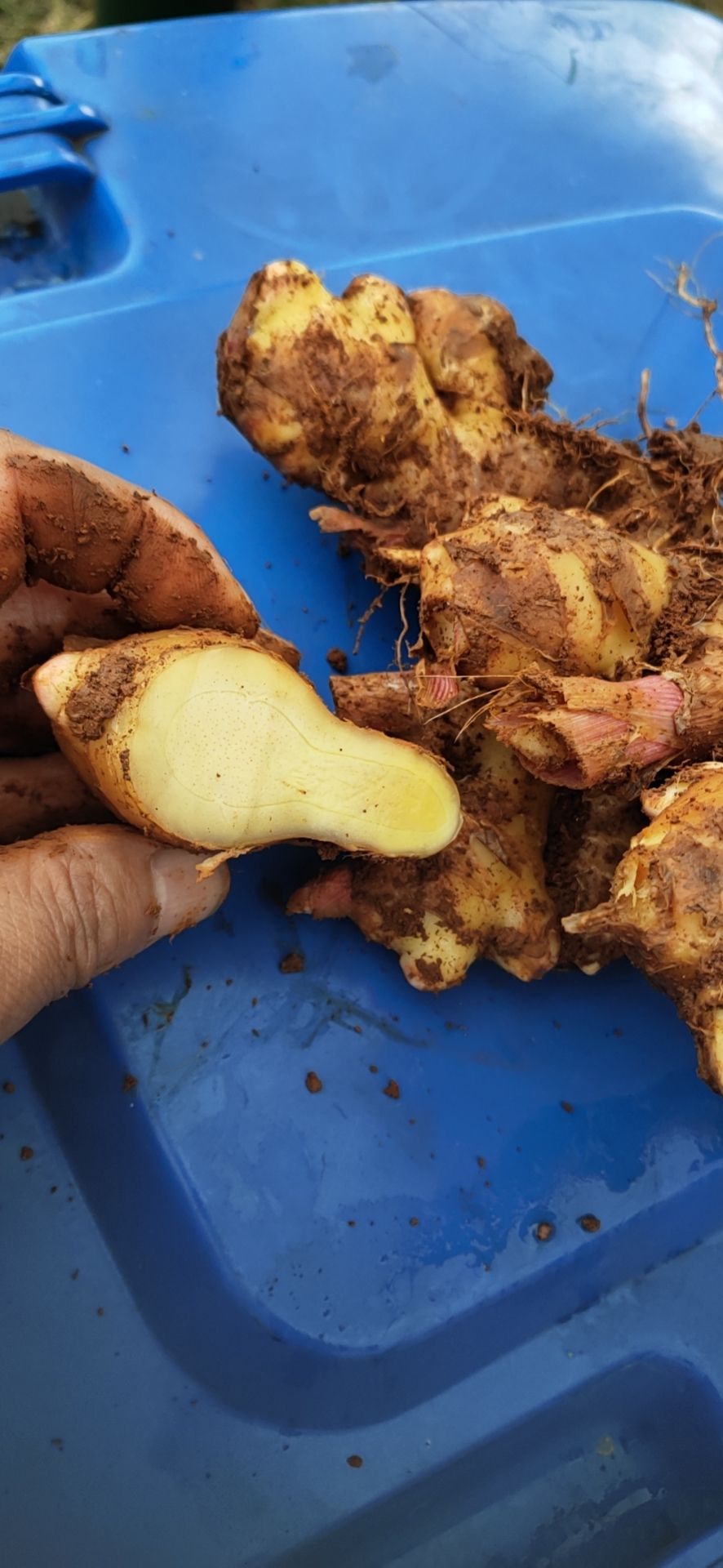 肉姜 缅甸青姜