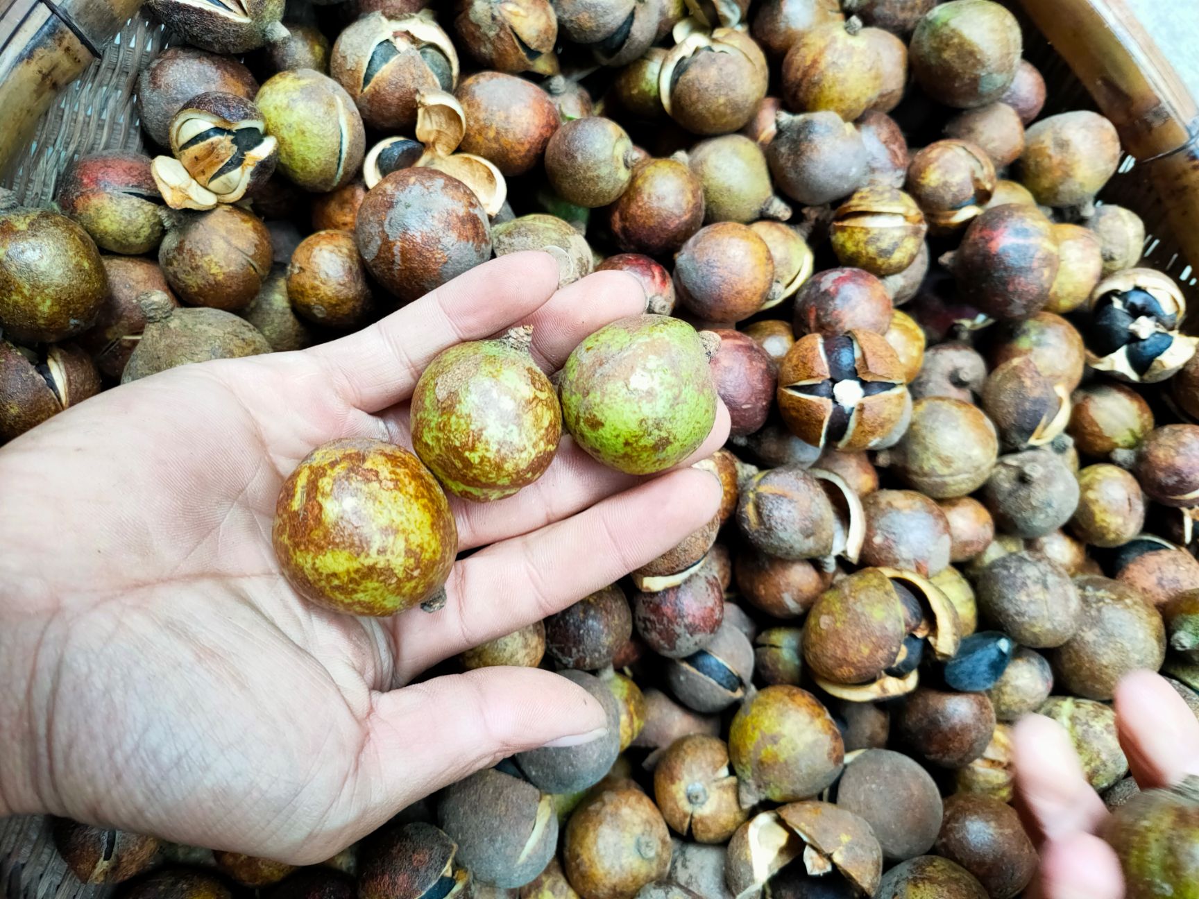 油茶籽 油茶果 收购油茶 油茶果 老品种油茶 山油茶果 土油茶果