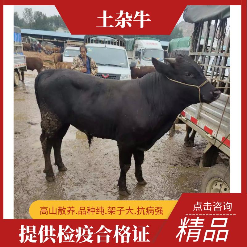 杂交牛 土杂黄牛 ,土杂黄牛 纯属农户散养 黄牛都犊常年供货